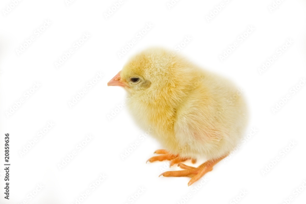 Easter chicks Easter chicks