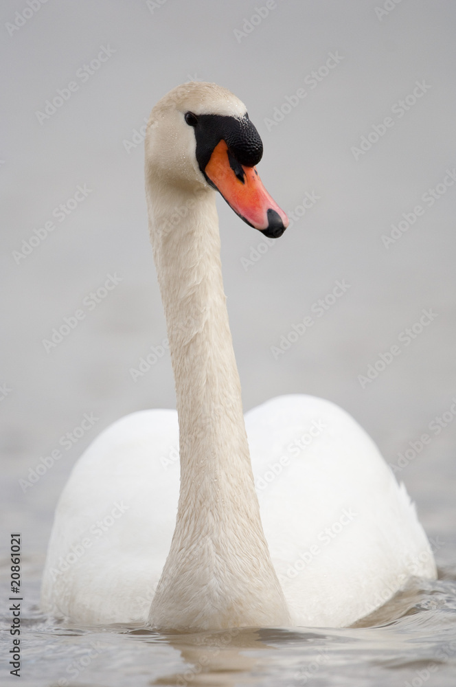 Obraz premium Höckerschwan