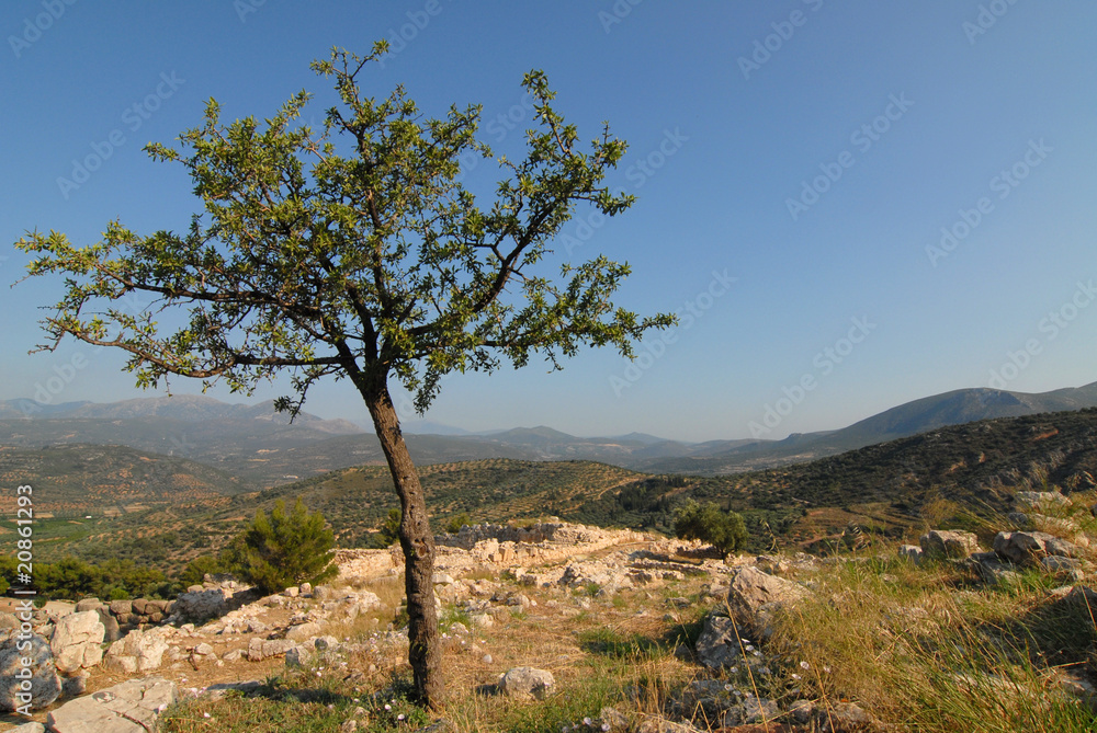 Bäumchen vor griechischer Landschaft