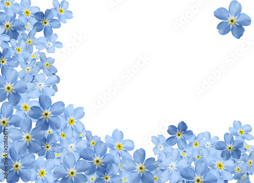 forgetmenot border