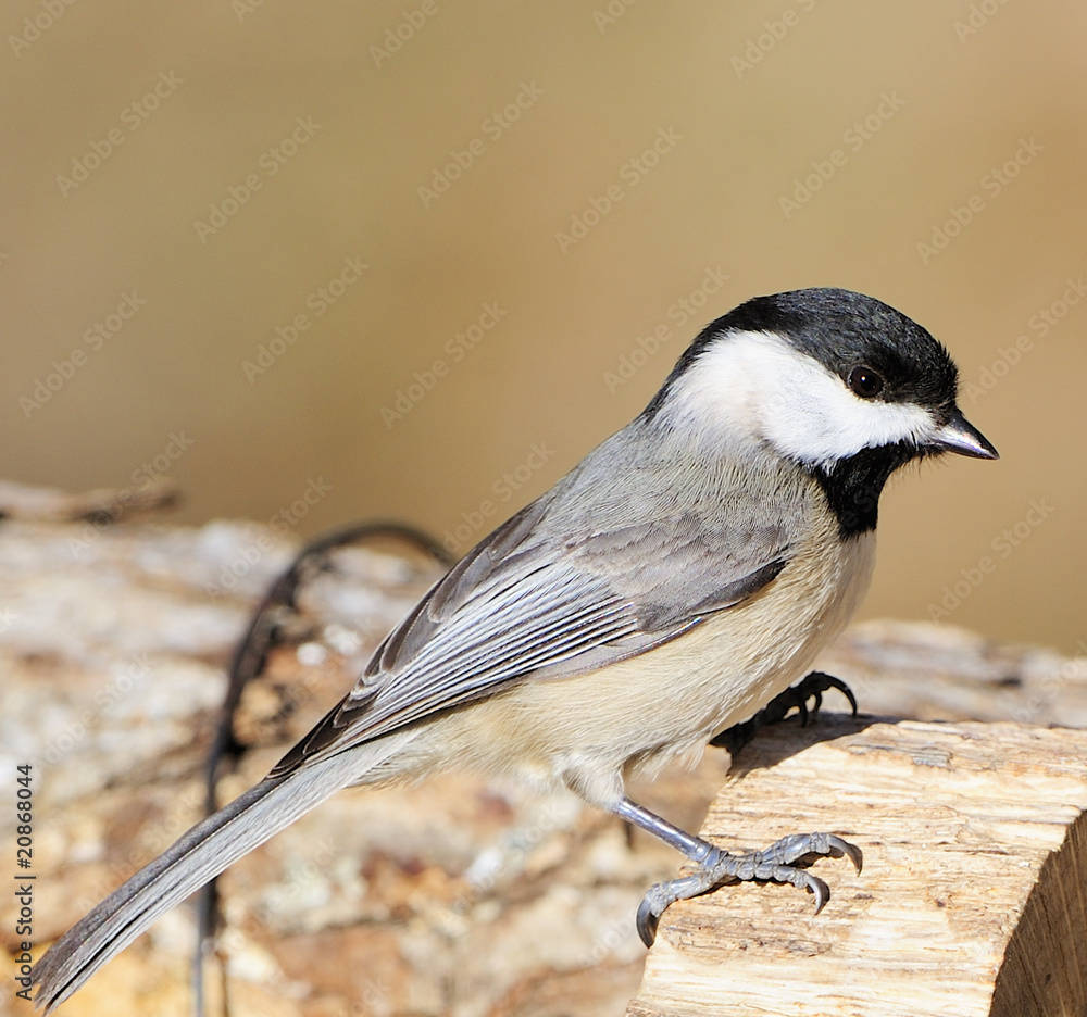 Obraz premium Black-capped Chickadee
