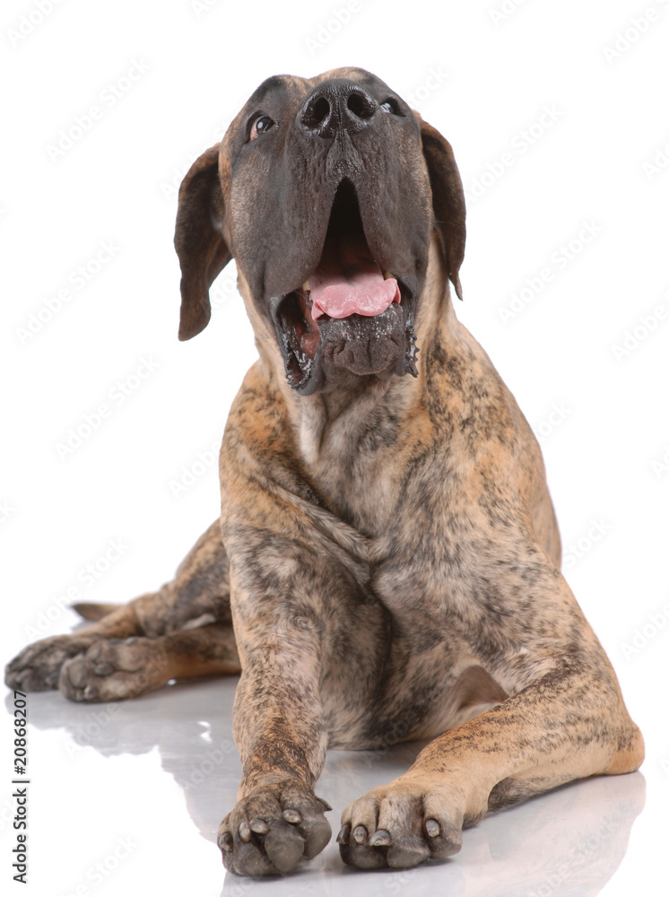 Obraz premium German mastiff