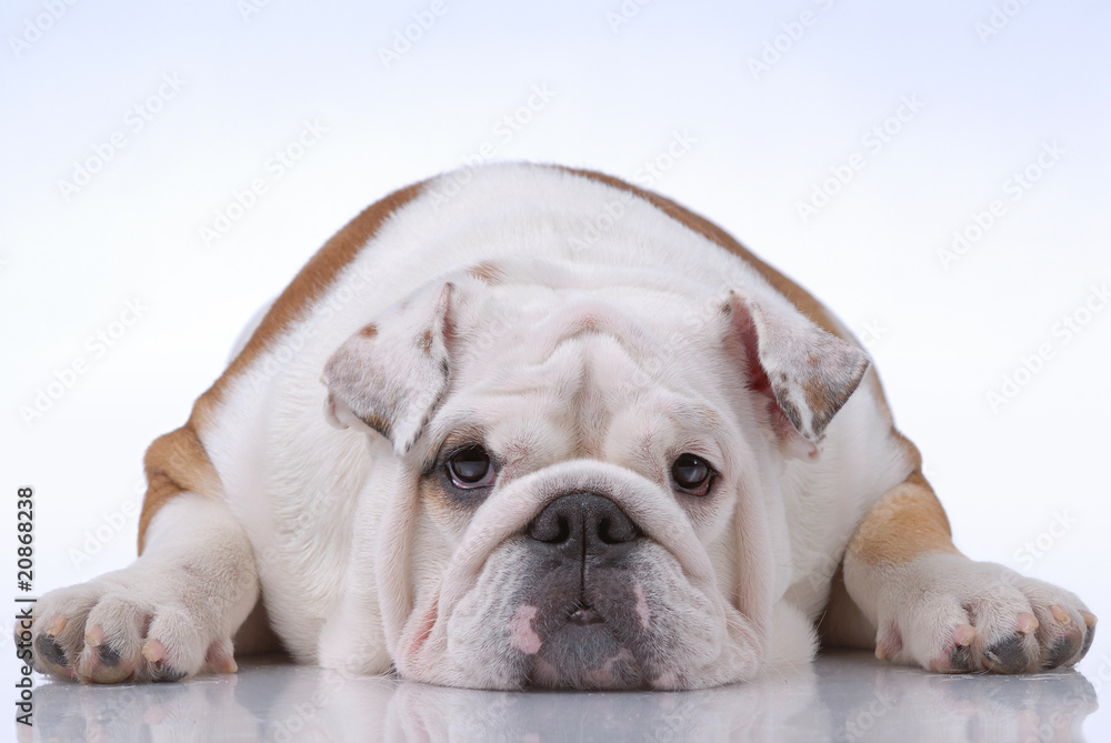 Smooth-haired English Bulldog