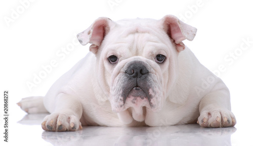 Smooth-haired English Bulldog