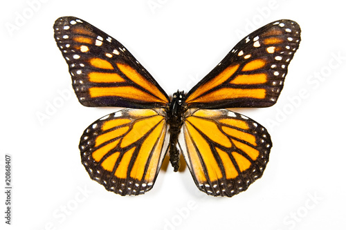 Butterfly Danaus Plexippus isolated