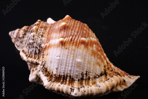 shell #1