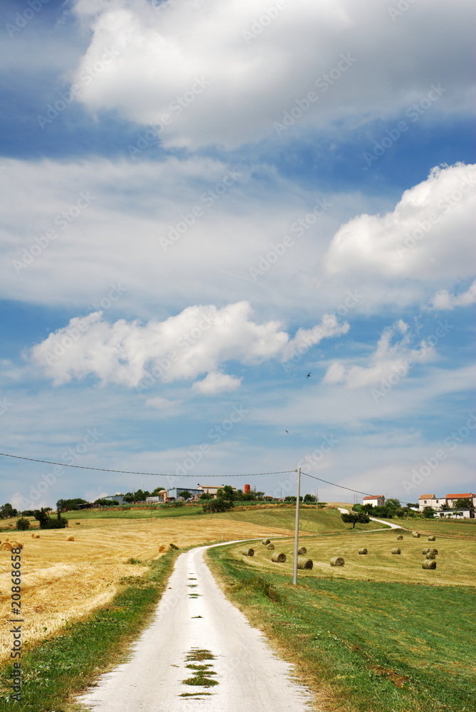 Country road in summer