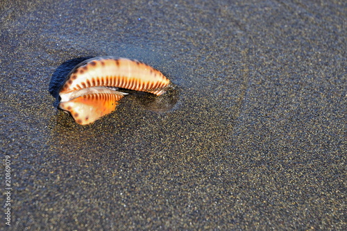 Coquillage dans du sable de plage noir.