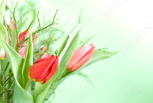 Fototapeta Naklejka Na Ścianę i Meble -  Blumenstrauß Tulpen