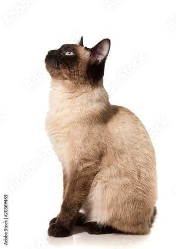 Fotografie, Obraz Siamese cat