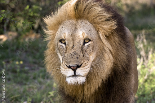 African Black-maned Kalahari Lion