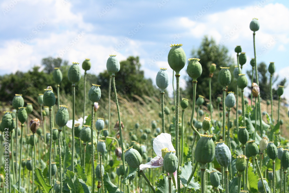 Obraz premium poppy field