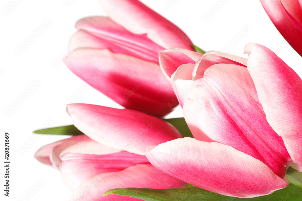 Naklejka premium holiday tulips bouquet isolated on white