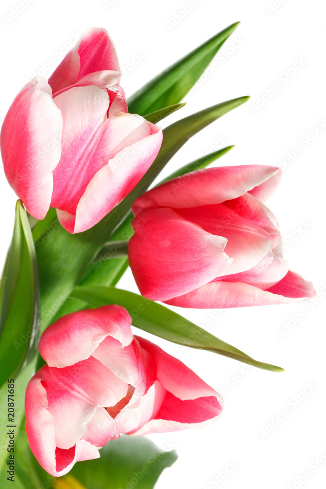 Naklejka premium holiday tulips bouquet isolated on white