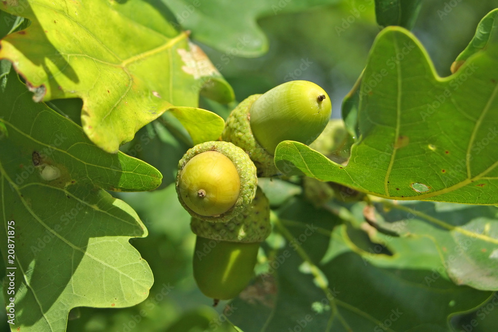 Obraz premium Close-up acorns on the oak-tree
