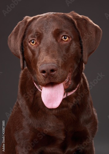 brown labrador dog