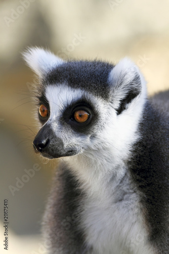 Lemur portrait © indianspirit