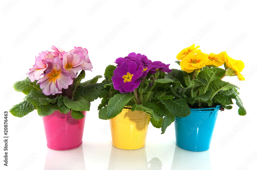 Primulas Primulas