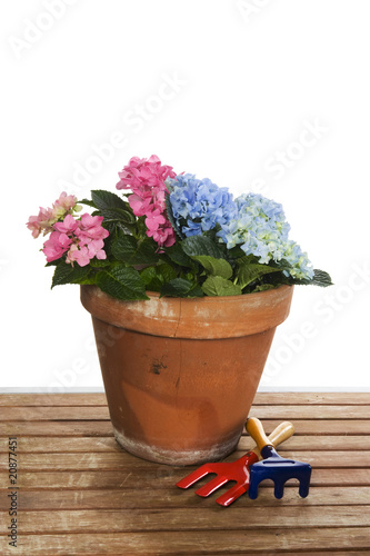 Fototapeta Naklejka Na Ścianę i Meble -  Gardening with Hydrangea