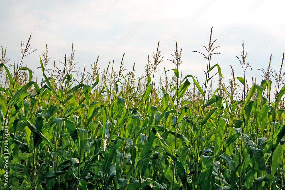 Obraz premium corn field