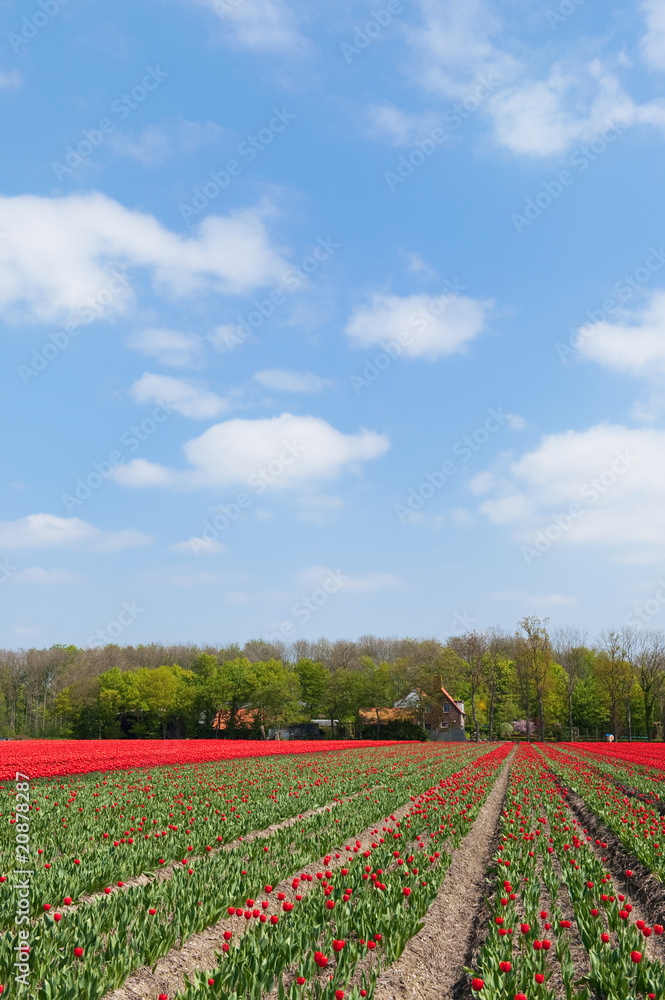 Tulip bulb fields in Holland