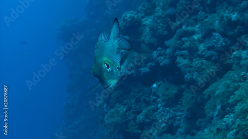 One bigeye emperor (monotaxis grandoculis) swimming photo