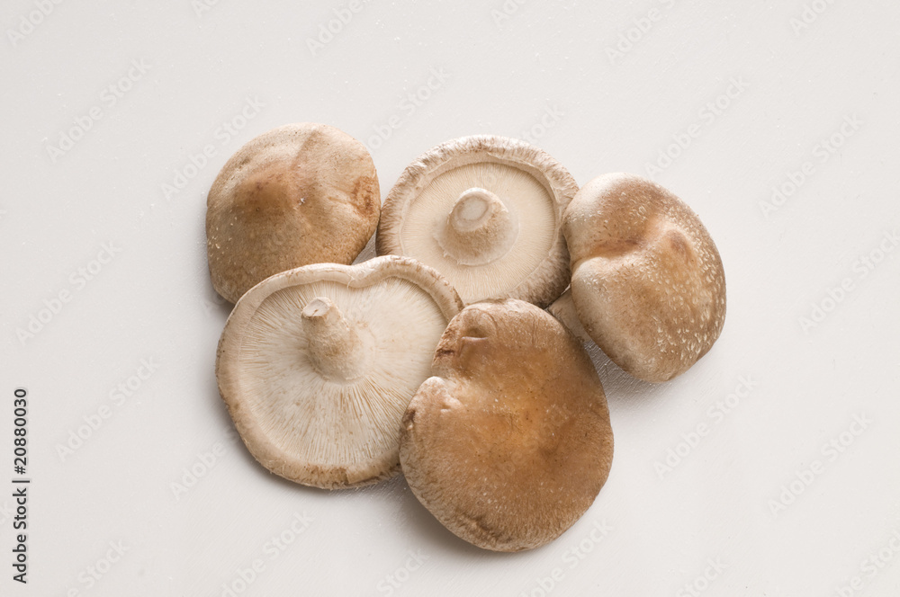 椎茸 椎茸