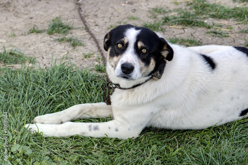 Canvastavla Chien.