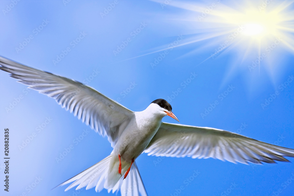 Fototapeta premium bird in the sky