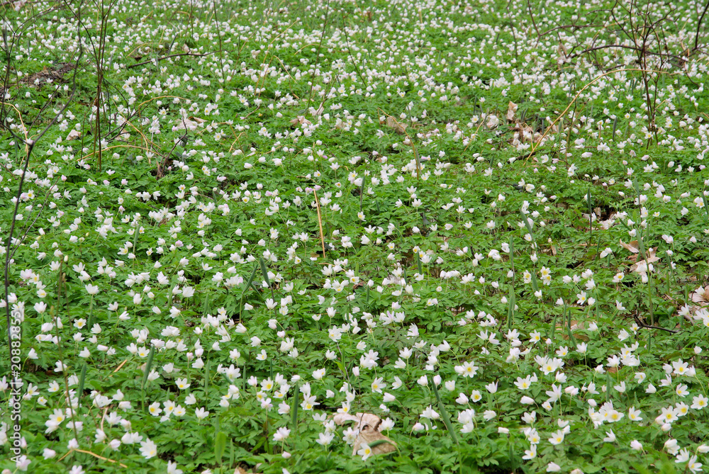 Anemone 22 Anemone 22