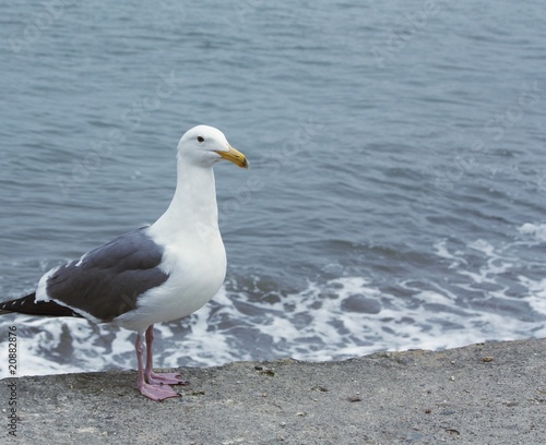 Sea gull by the sea