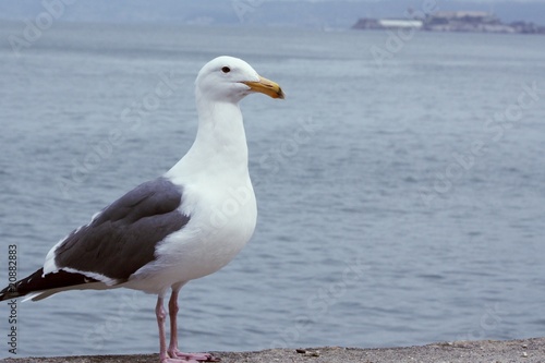 Sea gull by the sea