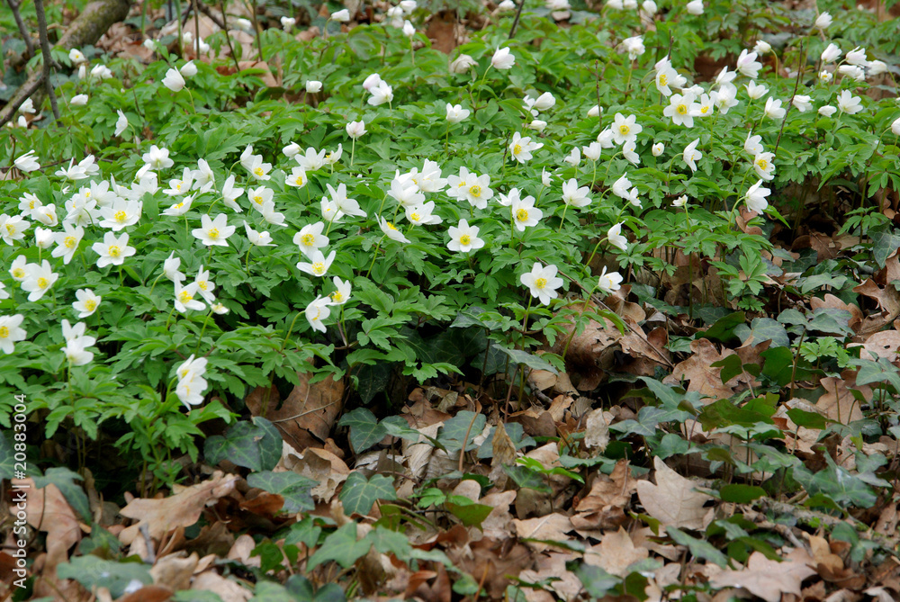 Anemone 28 Anemone 28