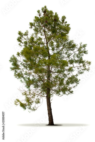 arbres série - pin sur un fond blanc - arbre vert