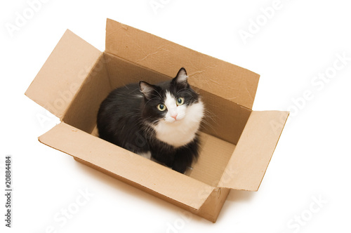 A lovely black cat in the cardboard box