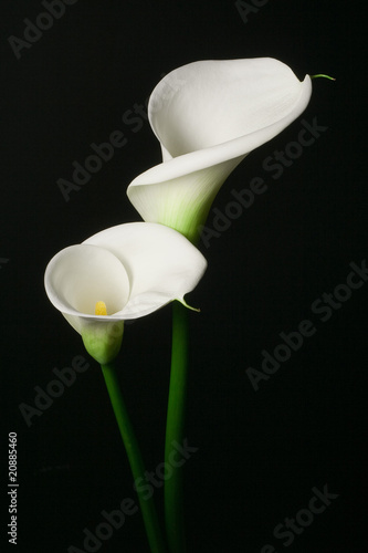 Stampa su tela A couple of white Calla lily on a black background