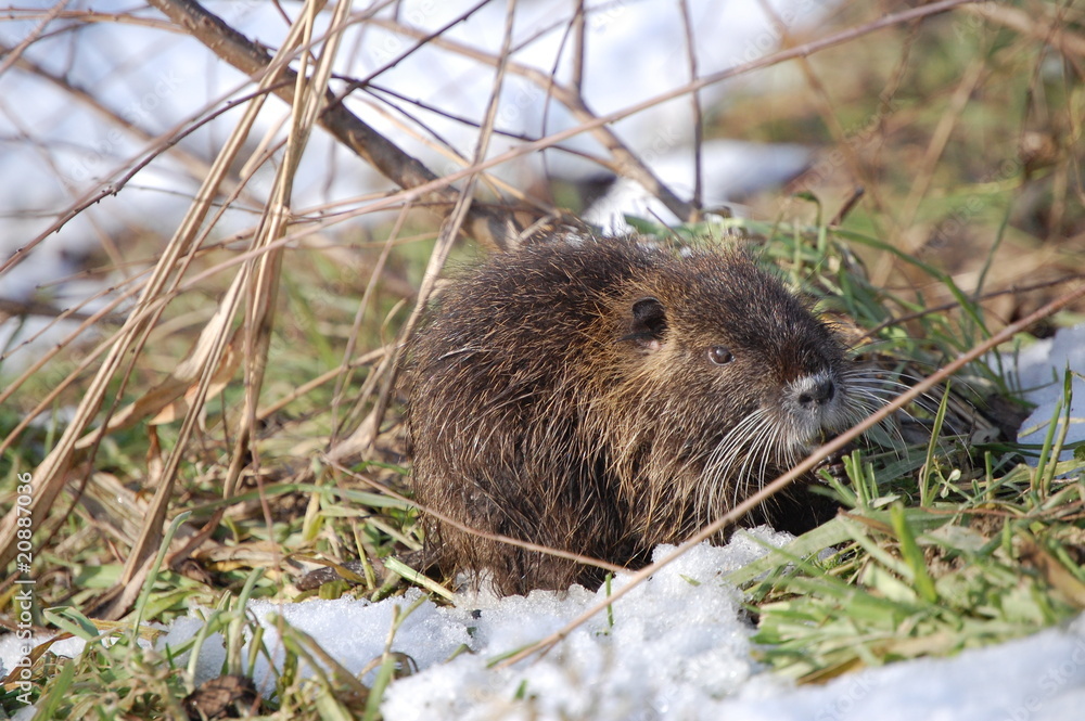 nutria cub eating grass nutria cub eating grass