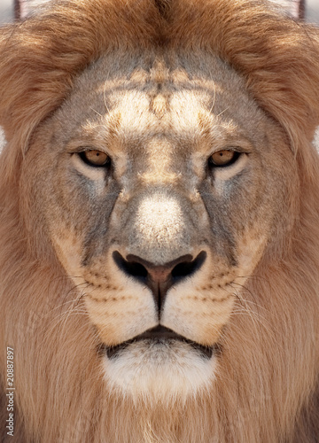 lion