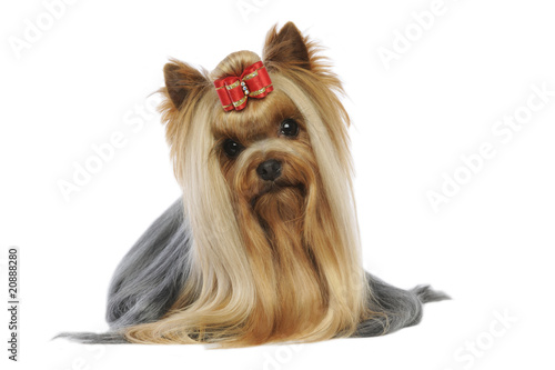 Fototapeta Naklejka Na Ścianę i Meble -  yorkshire terrier couché de face dans une position de star