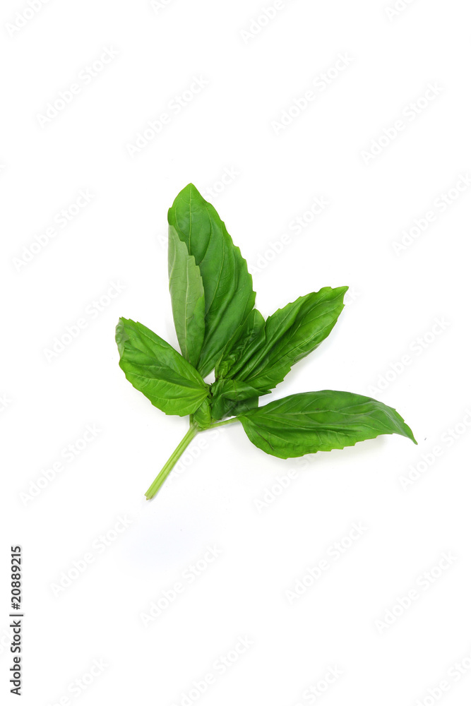 feuille de menthe feuille de menthe
