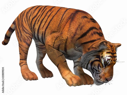 Tiger photo