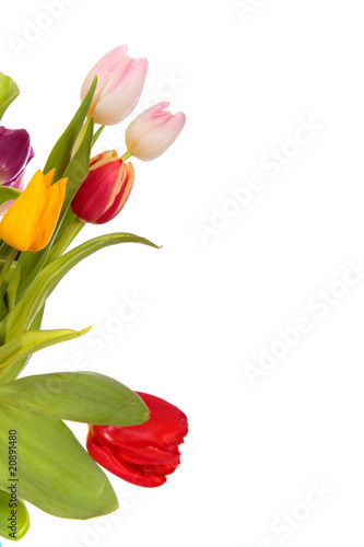 Fototapeta Naklejka Na Ścianę i Meble -  Easter tulips border