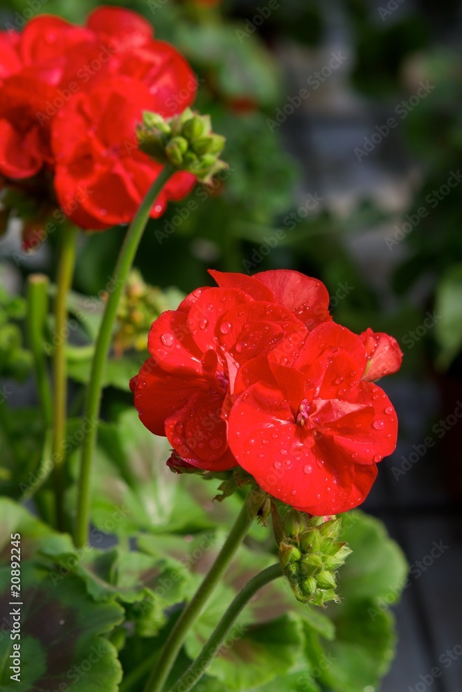 Obraz premium Red pelargonium ring