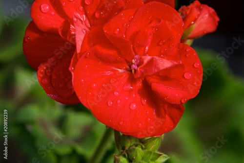 Fototapeta Naklejka Na Ścianę i Meble -  Red pelargonium ring