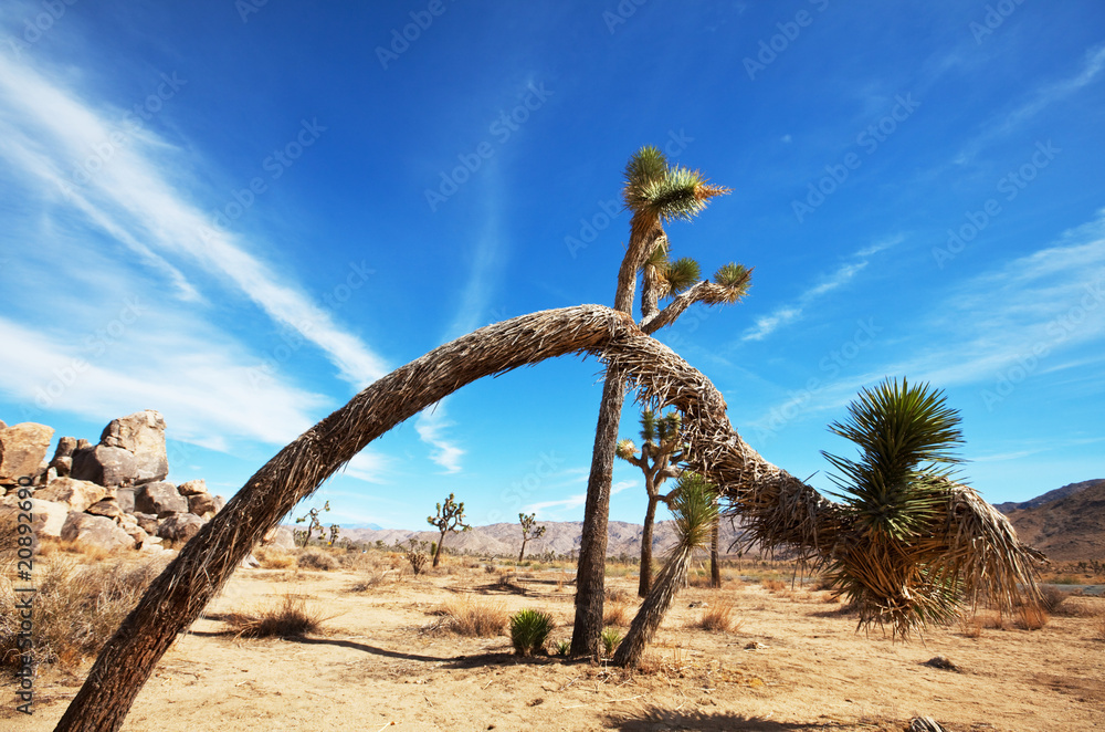 Fototapeta premium Joshua tree