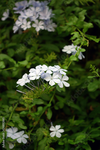 fleurs