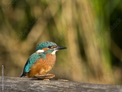 Young kingfisher sitting on wood with blurred background in sunlight