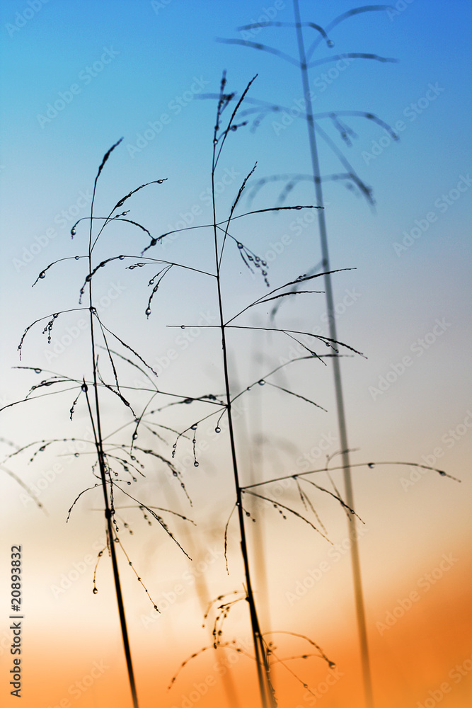 Obraz premium Dewdrops on the grass