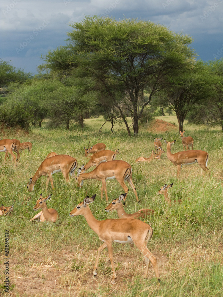 Famiglia di impala femmine Famiglia di impala femmine