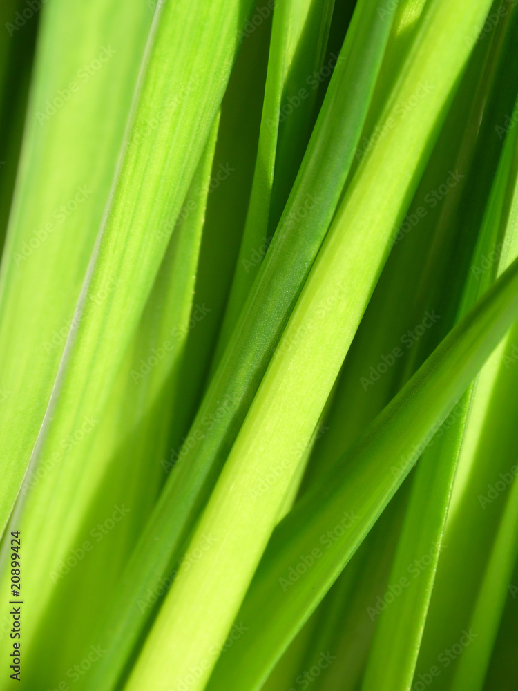 Green Vital Green Vital